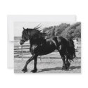 Black Beauty Horse invitations
