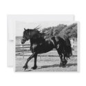 Black Beauty Horse invitations