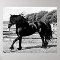 Black Beauty Horse posters