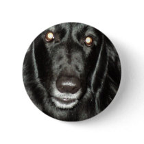 Black Belgian Shepherd Pinback Button