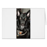 Black Belgian Shepherd Card