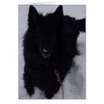 Black Belgian Shepherd in the Snow Cards