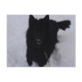 Black Belgian Shepherd in the Snow Post Card