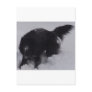 Black Belgian Shepherd in the Snow Post Card
