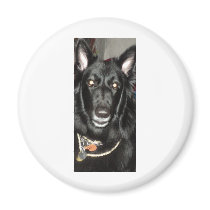 Black Belgian Shepherd Refrigerator Magnets