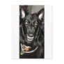 Black Belgian Shepherd Postcard