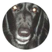 Black Belgian Shepherd Stickers