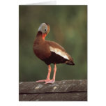 Black-bellied Whistling Duck cards