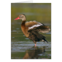 Black-bellied Whistling Duck Card