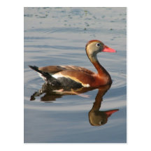 Black-bellied Whistling Duck Post Card