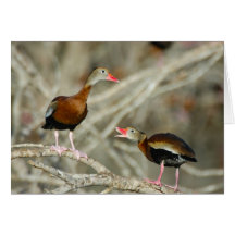 Black-bellied Whistling-Ducks Greeting Card