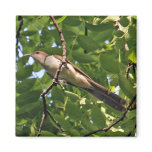 Black Billed Cuckoo Magnet