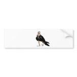 Black bird predator aggressive hawk bumper stickers