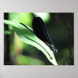 Black & Blue Damselfly Poster