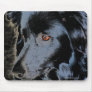 Black Border Collie Dog Photo Mousepad