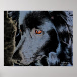 Black Border Collie Face Digital Art Poster Print