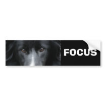 Black Border Collie Face Dog