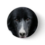 Black Border Collie Face Dog buttons