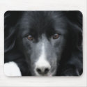 Black Border Collie Face Dog mousepads