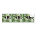 Black Brown and White Butterfly bumper stickers
