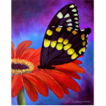 Black Butterfly Daisy Painting - Multi photo sculptures