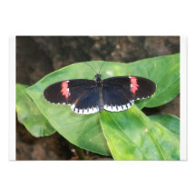 Black Butterfly Invitations