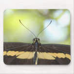 Black Butterfly Mousepad