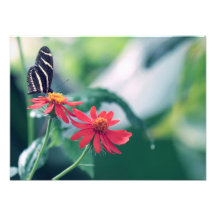 Black Butterfly Photo
