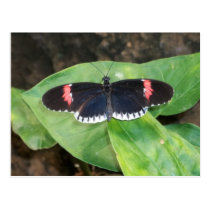 Black Butterfly postcards