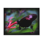 Black Butterfly