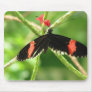 Black Butterfly with Pink Mouse Pad