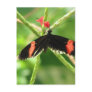 Black Butterfly with Pink Postcard