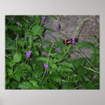 Black Butterfly with Red wing Stripes Print