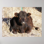 Black Calf 1 Posters