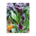 Black Calla Lilies postcards
