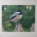 Black cap chickadee print