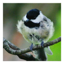 Black Capped Chickadee Bird Custom Invitations