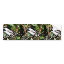 Black-capped chickadee bumper sticker