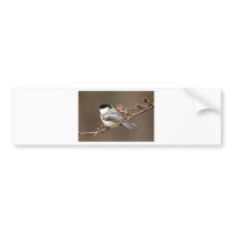 Black Capped Chickadee Bumper Sticker