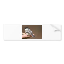 Black Capped Chickadee Bumper Sticker
