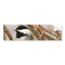 Black capped chickadee bumper sticker