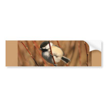 Black Capped Chickadee Bumper Sticker