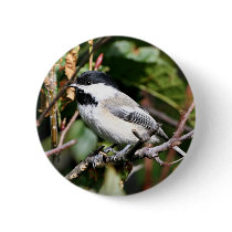 Black-capped chickadee button