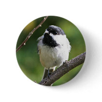 Black-capped chickadee button