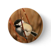 Black Capped Chickadee Pinback Buttons