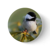 Black-capped Chickadee Buttons