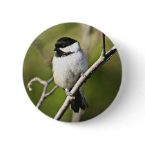Black-capped chickadee pinback button