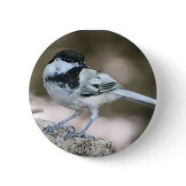Black Capped Chickadee Pinback Button