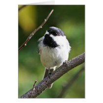 Black-capped chickadee cards