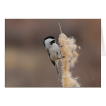 Black-capped Chickadee Cards
